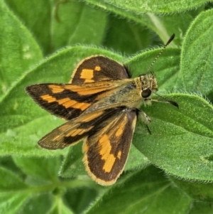 Ocybadistes walkeri at Evatt, ACT - 25 Nov 2023 10:28 AM