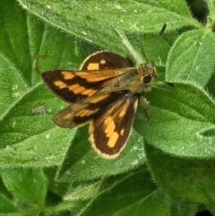 Ocybadistes walkeri at Evatt, ACT - 25 Nov 2023 10:28 AM