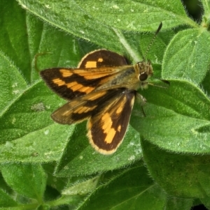 Ocybadistes walkeri at Evatt, ACT - 25 Nov 2023