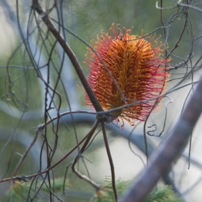 Banksia sp. at Brunswick Heads, NSW - 14 Nov 2023 by macmad