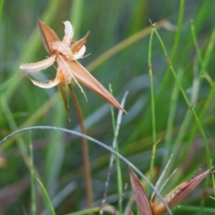 Patersonia sp. at Brunswick Heads, NSW - 14 Nov 2023 by macmad