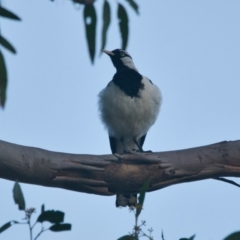 Grallina cyanoleuca (Magpie-lark) at Brunswick Heads, NSW - 14 Nov 2023 by macmad