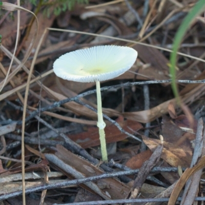 Unidentified Cap on a stem; gills below cap [mushrooms or mushroom-like] at Brunswick Heads, NSW - 15 Nov 2023 by macmad