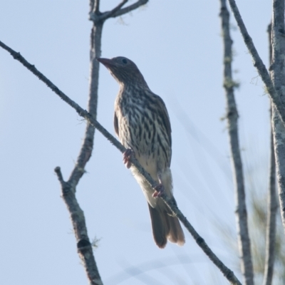 Sphecotheres vieilloti (Australasian Figbird) at Brunswick Heads, NSW - 14 Nov 2023 by macmad