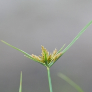 Cyperus sp. at Brunswick Heads, NSW - 15 Nov 2023