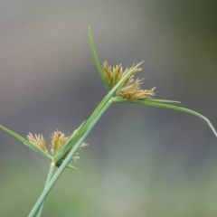 Cyperus sp. at Brunswick Heads, NSW - 15 Nov 2023