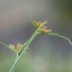Cyperus at Brunswick Heads, NSW - 15 Nov 2023 08:03 AM