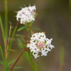 Pimelea linifolia (Slender Rice Flower) at Brunswick Heads, NSW - 15 Nov 2023 by macmad