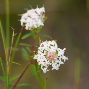 Pimelea linifolia at Brunswick Heads, NSW - 15 Nov 2023 08:05 AM