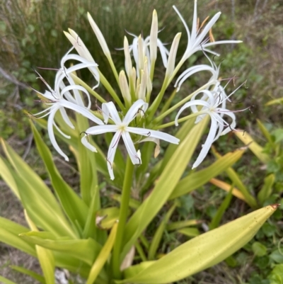 Crinum pedunculatum (Swamp Lily, River Lily, Mangrove Lily) at Shoalhaven Heads, NSW - 25 Nov 2023 by lbradleyKV