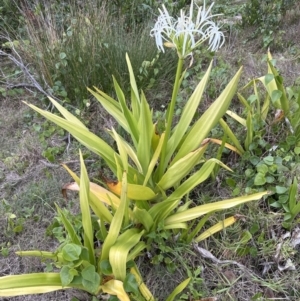 Crinum pedunculatum at suppressed - suppressed