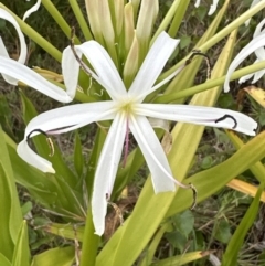 Crinum pedunculatum at suppressed - suppressed