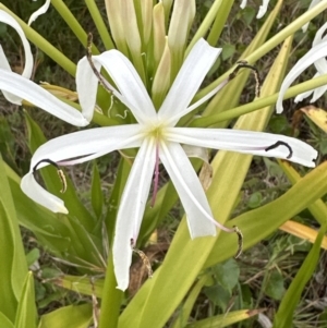 Crinum pedunculatum at suppressed - suppressed