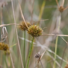 Cyperus sp. at Brunswick Heads, NSW - 14 Nov 2023 by macmad