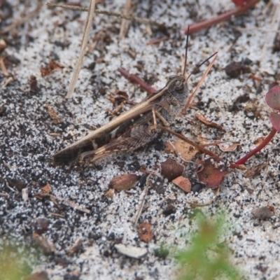 Unidentified Grasshopper, Cricket or Katydid (Orthoptera) at Brunswick Heads, NSW - 14 Nov 2023 by macmad