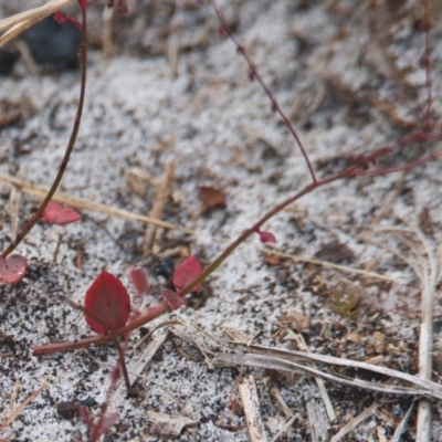 Unverified Plant at Brunswick Heads, NSW - 15 Nov 2023 by macmad