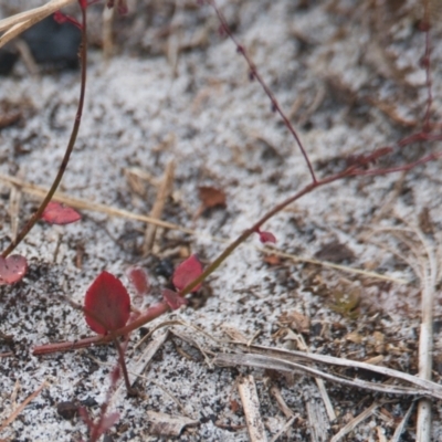 Unidentified Plant at Brunswick Heads, NSW - 15 Nov 2023 by macmad