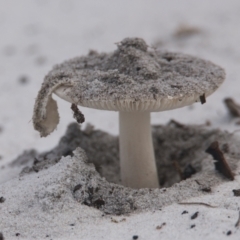 Amanita sp. (Amanita sp.) at Brunswick Heads, NSW - 15 Nov 2023 by macmad