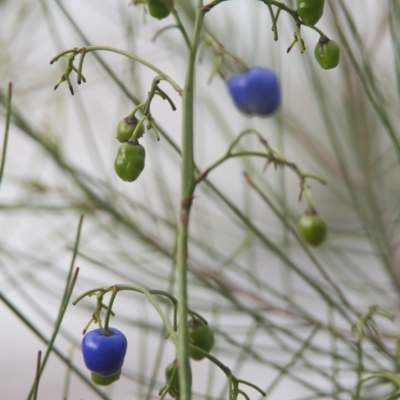 Dianella sp. (Flax Lily) at Brunswick Heads, NSW - 15 Nov 2023 by macmad