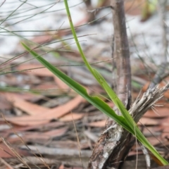 Dianella sp. at Brunswick Heads, NSW - 15 Nov 2023 08:13 AM