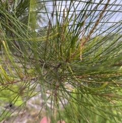 Casuarina glauca (Swamp She-oak) at Shoalhaven Heads, NSW - 25 Nov 2023 by lbradleyKV