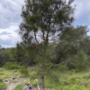 Casuarina glauca at Shoalhaven Heads, NSW - 25 Nov 2023