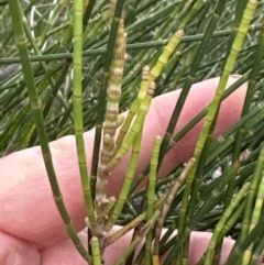 Casuarina glauca at Shoalhaven Heads, NSW - 25 Nov 2023