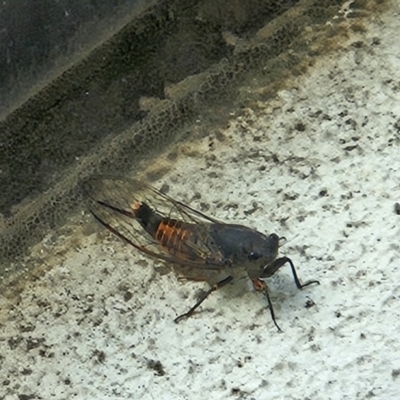 Yoyetta robertsonae (Clicking Ambertail) at Canberra, ACT - 25 Nov 2023 by mauritsz