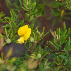 Gompholobium virgatum (Leafy Wedge Pea) at Brunswick Heads, NSW - 14 Nov 2023 by macmad