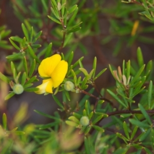 Gompholobium virgatum at Brunswick Heads, NSW - 15 Nov 2023