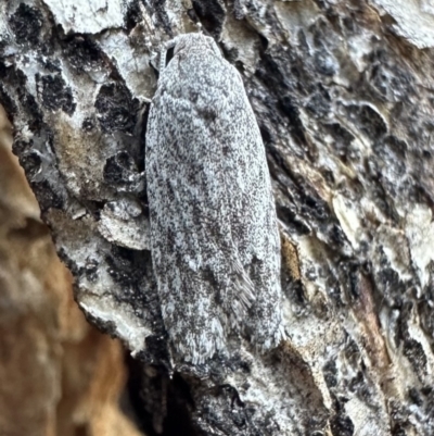 Agriophara undescribed species (A Gelechioid moth) at Corroboree Park - 12 Nov 2023 by Pirom