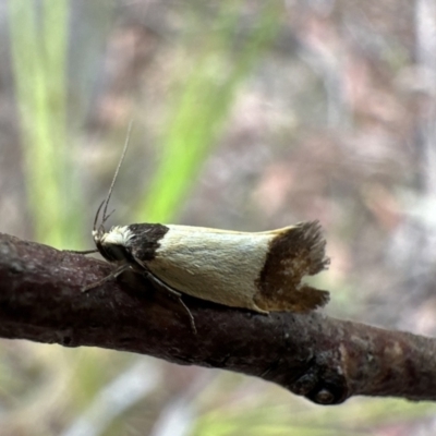 Merocroca automima (Chezala group) at Rockton, NSW - 15 Nov 2023 by Pirom