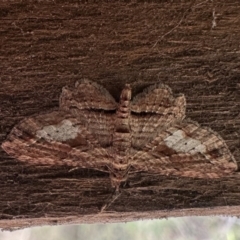 Chloroclystis filata (Filata Moth, Australian Pug Moth) at South East Forest National Park - 14 Nov 2023 by Pirom