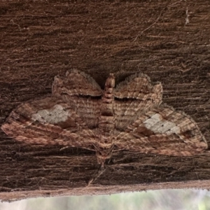 Chloroclystis filata at Rockton, NSW - 15 Nov 2023 10:58 AM