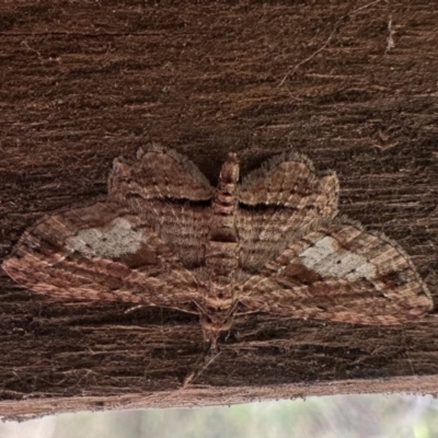 Chloroclystis filata (Filata Moth, Australian Pug Moth) at Rockton, NSW - 14 Nov 2023 by Pirom