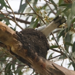 Grallina cyanoleuca (Magpie-lark) at Brunswick Heads, NSW - 15 Nov 2023 by macmad