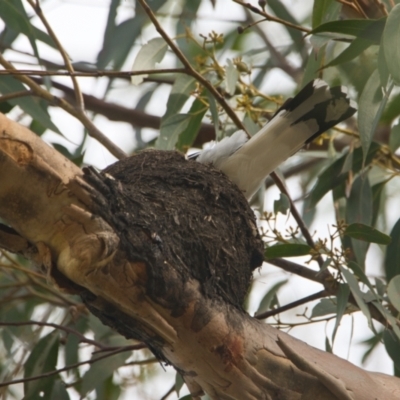 Grallina cyanoleuca (Magpie-lark) at Brunswick Heads, NSW - 14 Nov 2023 by macmad