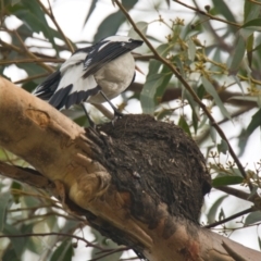 Grallina cyanoleuca at Brunswick Heads, NSW - 15 Nov 2023 08:20 AM