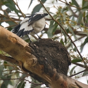 Grallina cyanoleuca at Brunswick Heads, NSW - 15 Nov 2023 08:20 AM