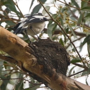 Grallina cyanoleuca at Brunswick Heads, NSW - 15 Nov 2023