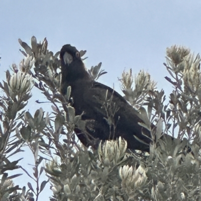 Zanda funerea (Yellow-tailed Black-Cockatoo) at Shoalhaven Heads Bushcare - 25 Nov 2023 by lbradleyKV