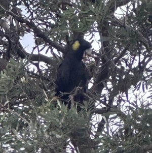 Zanda funerea at Shoalhaven Heads, NSW - 25 Nov 2023 07:15 PM