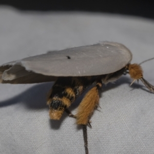 Maroga melanostigma at Higgins, ACT - 27 Dec 2022 07:35 AM