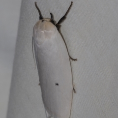 Maroga melanostigma at Higgins, ACT - 27 Dec 2022 07:35 AM