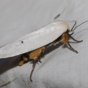 Maroga melanostigma at Higgins, ACT - 27 Dec 2022 07:35 AM