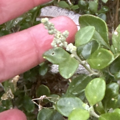 Rhagodia candolleana (Sea-berry Saltbush) at Shoalhaven Heads Bushcare - 25 Nov 2023 by lbradley