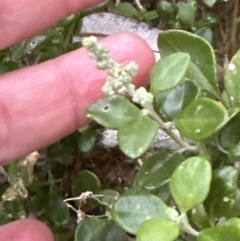 Rhagodia candolleana (Sea-berry Saltbush) at Shoalhaven Heads, NSW - 25 Nov 2023 by lbradleyKV