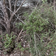 Rhagodia candolleana at Shoalhaven Heads, NSW - 25 Nov 2023