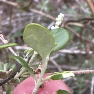 Rhagodia candolleana at Shoalhaven Heads, NSW - 25 Nov 2023