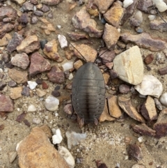 Polyzosteria aenea (Pink-tailed heath cockroach) at Morton National Park - 25 Nov 2023 by simonstratford